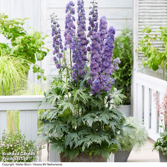 Delphinium elatum 'Highlander Sweet Sensation'