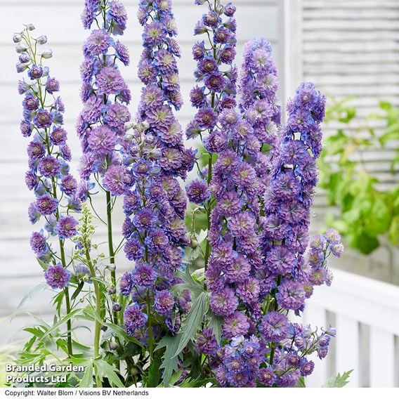 Delphinium elatum 'Highlander Sweet Sensation'