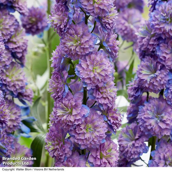 Delphinium elatum 'Highlander Sweet Sensation'