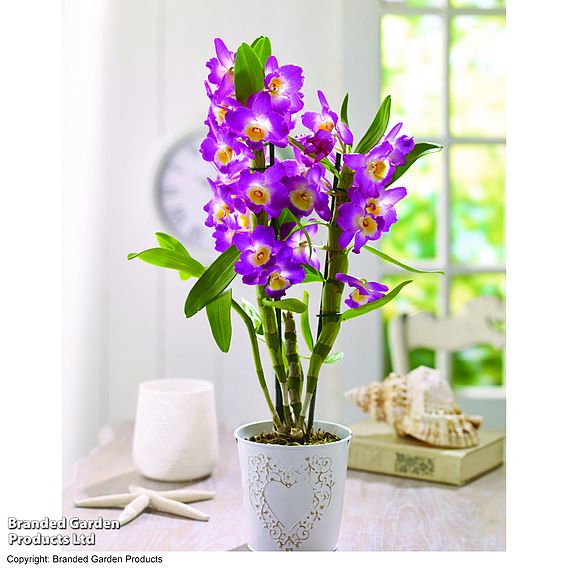 Orchid 'Star Class Lilac' - Gift