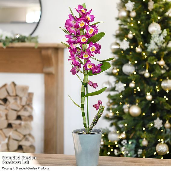 Orchid 'Star Class Lilac' - Gift