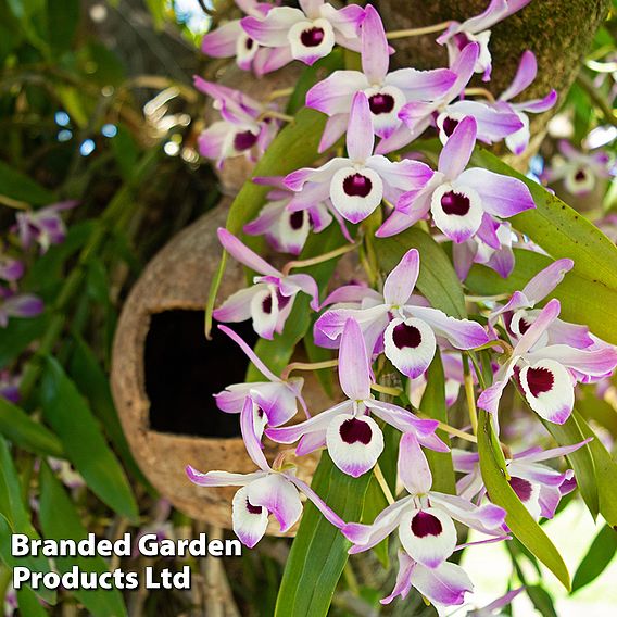 Dendrobium nobile 'Sunny Eye'