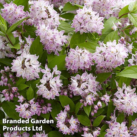 Deutzia 'Raspberry Sundae'