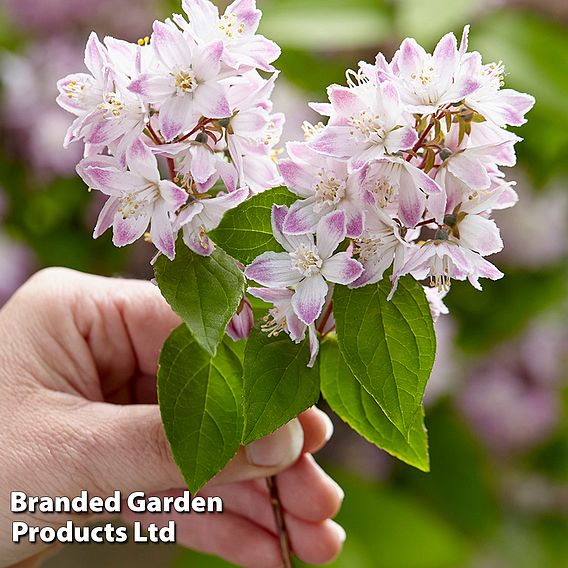 Deutzia 'Raspberry Sundae'