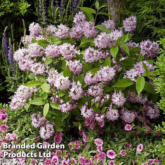 Deutzia 'Raspberry Sundae'