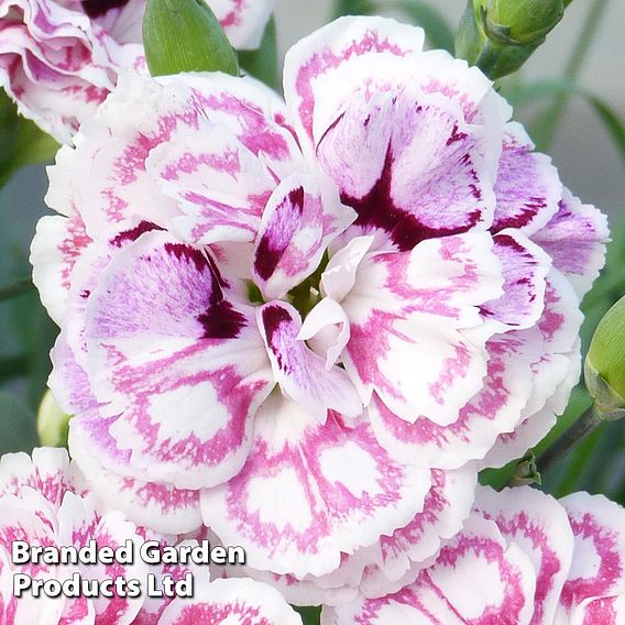 Dianthus 'Capitan Marco'