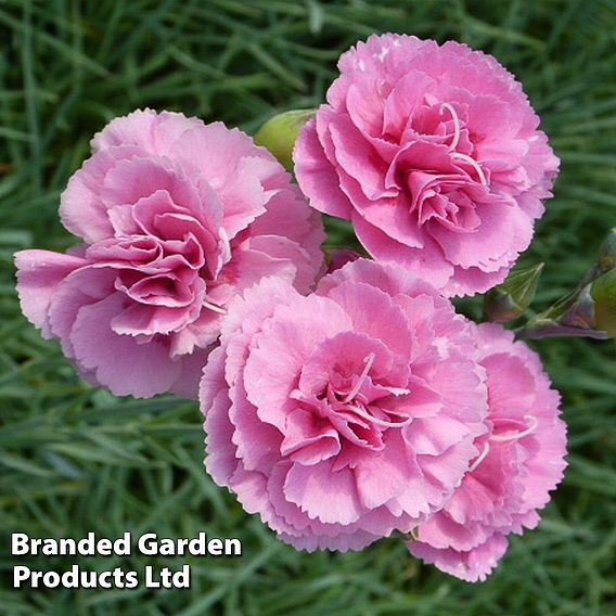 Dianthus 'Valda Wyatt'