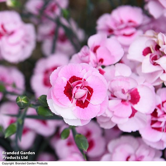 Dianthus 'Baby Doris'