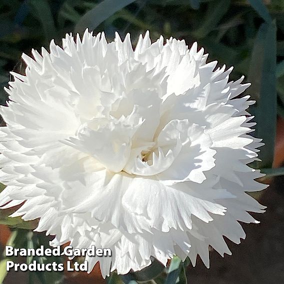 Dianthus 'White'