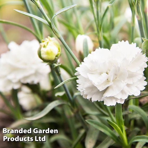 Dianthus 'Haytor White'