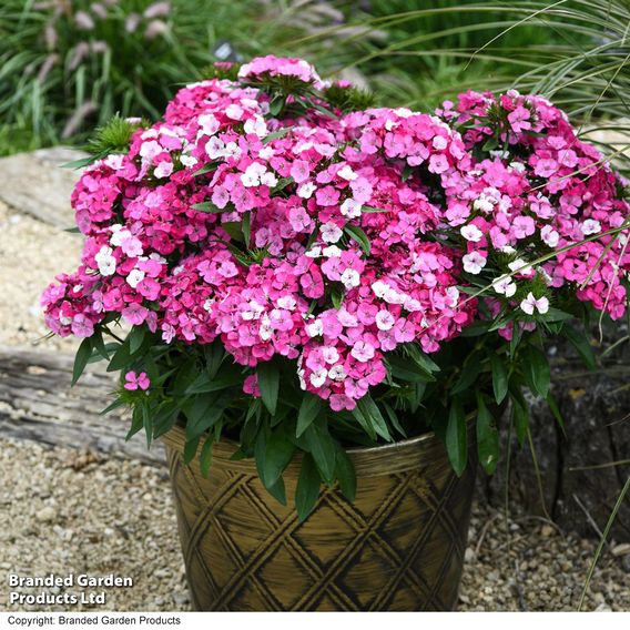 Dianthus 'Dart Pink Magician'