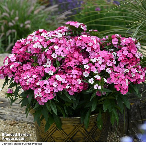 Dianthus 'Dart Pink Magician'