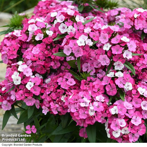 Dianthus 'Dart Pink Magician'