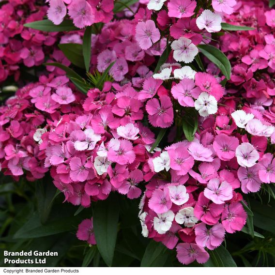 Dianthus 'Dart Pink Magician'