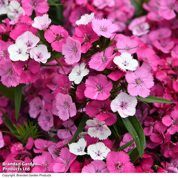 Dianthus 'Dart Pink Magician'