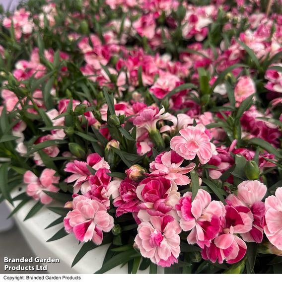 Dianthus 'Carnelia Pink & Proud'