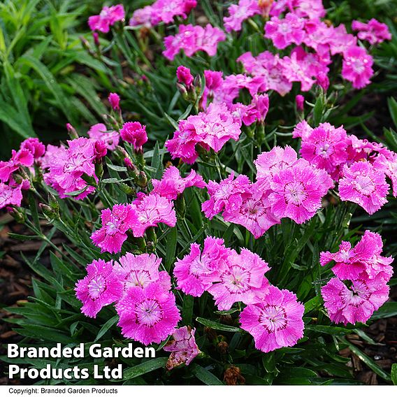 Dianthus 'Mountain Frost Rose Bouquet' | Dobies