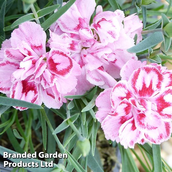 Dianthus Starburst