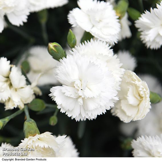 Dianthus 'White'