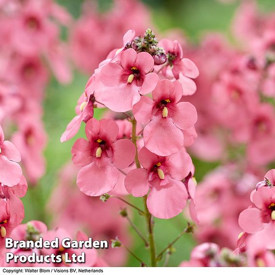 Diascia personata 'Hopleys'