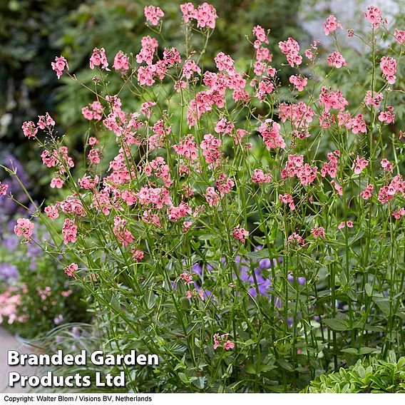 Diascia personata 'Hopleys'