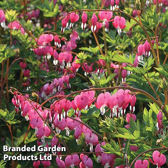 Dicentra spectabilis