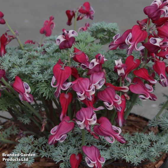 Dicentra 'Burning Hearts'