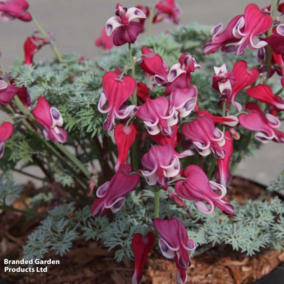 Dicentra 'Burning Hearts'