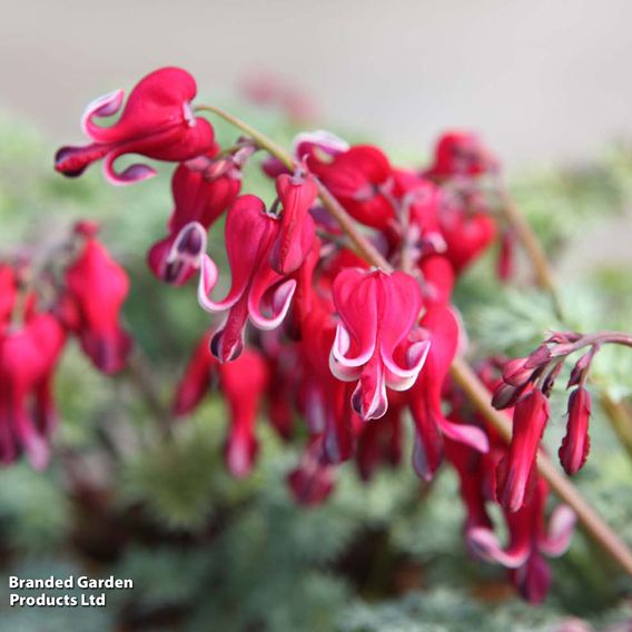 Dicentra 'Burning Hearts'