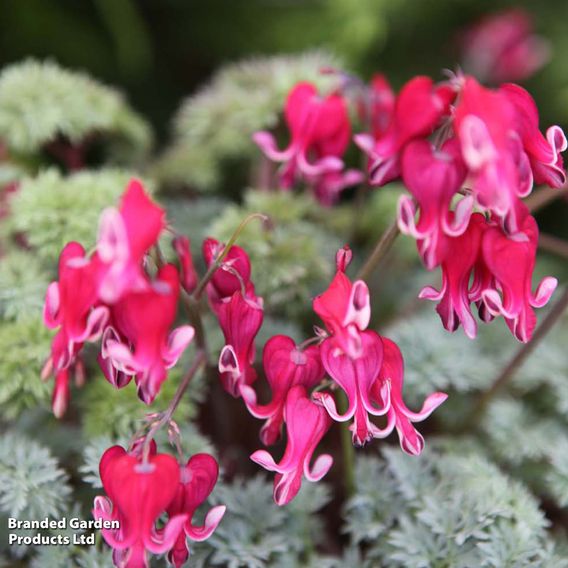 Dicentra 'Burning Hearts'