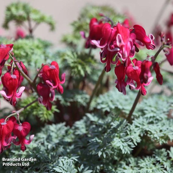 Dicentra 'Burning Hearts'