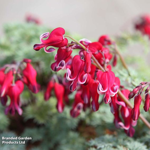 Dicentra 'Burning Hearts'