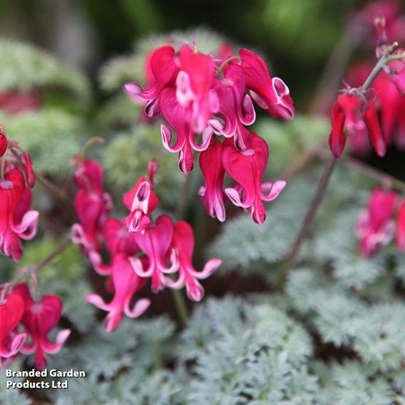 Dicentra 'Burning Hearts'