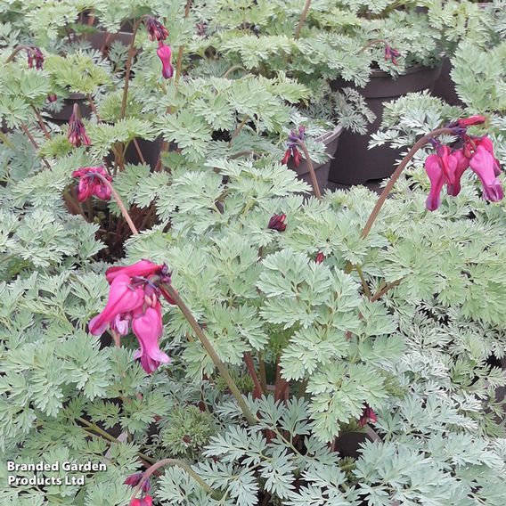 Dicentra 'Burning Hearts'