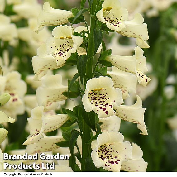 Digitalis Collection