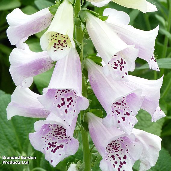 Foxglove 'Camelot Lavender'