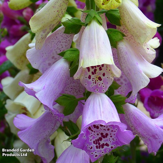 Foxglove 'Camelot Lavender'