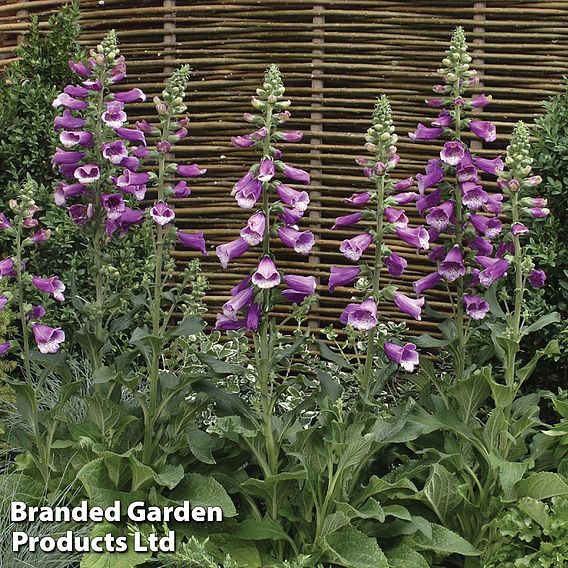 Foxglove 'Dalmatian Purple'