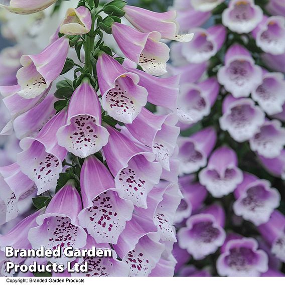 Digitalis 'Dalmatian Rose'