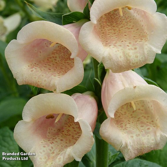 Foxglove 'Dalmatian Peach'