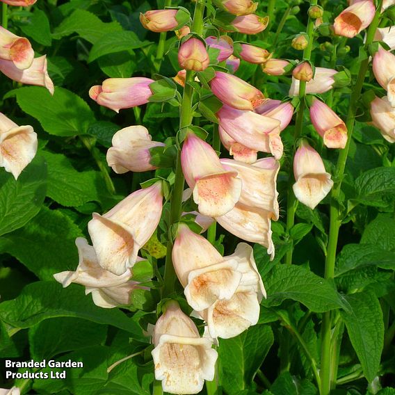 Foxglove 'Dalmatian Peach'