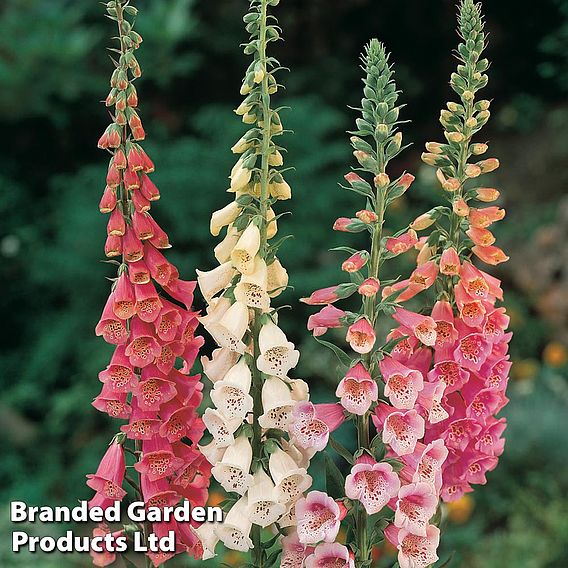 Foxglove 'Excelsior Hybrids'