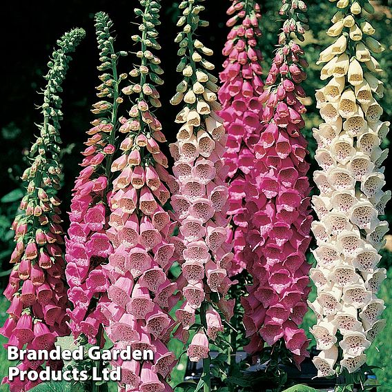 Foxglove 'Excelsior Hybrids'