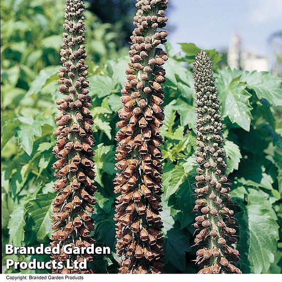 Foxglove 'Milk Chocolate'