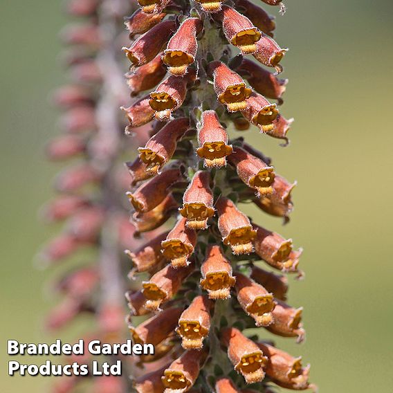 Foxglove 'Milk Chocolate'