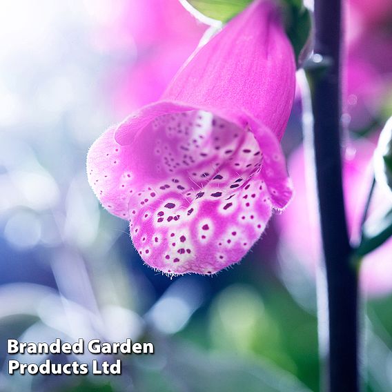 Foxglove 'Panther'