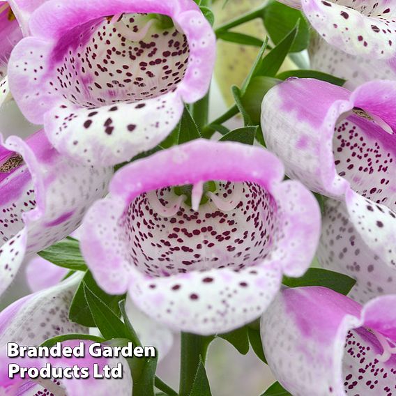 Foxglove 'Panther'