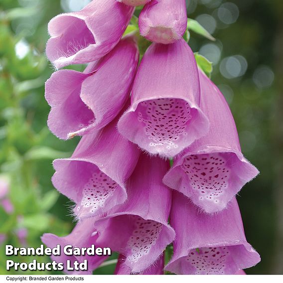 Digitalis Collection