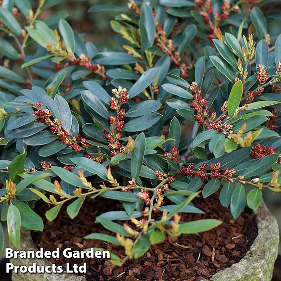 Distylium myricoides 'Blue Cascade'