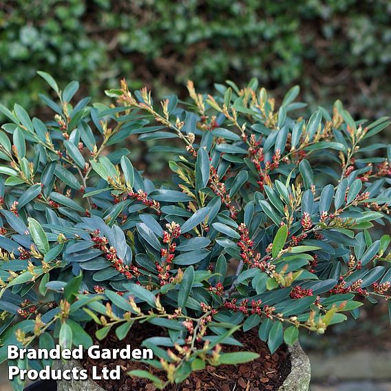 Distylium myricoides 'Blue Cascade'